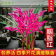 劉閣蘭花蘭花苗 墨蘭精品紅素大花 胭脂紅 夏帶花苞出售好養(yǎng)花卉盆栽綠植 胭脂紅6苗連體當(dāng)年開花