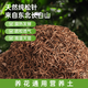 腐熟純松針君子蘭花土多肉專(zhuān)用腐葉土花卉盆栽綠植通用腐殖營(yíng)養土 10斤無(wú)土腐熟純松針