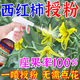 西紅柿點(diǎn)花藥噴花番茄授粉?；ū９幏缆涔霎a(chǎn)防裂專(zhuān)用葉面肥水 1瓶【西紅柿授粉】