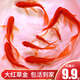 長尾大紅草金魚鳳尾活魚冷水觀賞魚好養(yǎng)耐活淡水魚紅草魚短尾草金 6-8cm紅草金10條