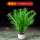 YEE水草活體懶人草魚(yú)缸造景活體水草套餐魚(yú)缸水草有莖類(lèi)中后景真水草 南極杉（一杯）+沉底環(huán)