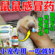 ANIMALOG倉鼠感冒專用藥金絲熊兔子小寵特效急救眼睛發(fā)紅噴嚏咳嗽四肢無力 1瓶裝【吃完好】不傷愛寵
