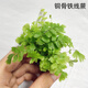 素蜜生態(tài)缸雨林缸觀葉植物微景觀造景專用小型綠植蕨類特色植物盆栽 銅骨鐵線蕨 不含盆