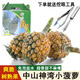 鑫果滋廣東中山神灣甜菠蘿正宗本土特產(chǎn)小菠蘿香水鳳梨新鮮波羅水果送禮 中果【+菠蘿鏟】 凈重5斤（默認(rèn)普通紙箱，需要禮盒請(qǐng)備注）