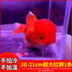 智伴熊 ZIBARBEAR紅獅子頭觀(guān)賞魚(yú)活體冷水魚(yú)好養耐活紅國獅小金魚(yú)淡水魚(yú)黑龍晴活魚(yú) 【爆頭】20-21cm超大紅獅1條