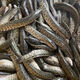 黑魚(yú)苗冷水觀(guān)賞魚(yú)食用淡水養殖包郵烏魚(yú)烏鱧財魚(yú)苗活的黑魚(yú)苗生魚(yú) 純種黑魚(yú)苗17-20cm10條