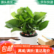 急兔綠蘿盆栽空氣清新大葉長(zhǎng)藤植物自吸水吊蘭綠蘿+懶人盆源頭直發(fā)