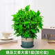 中夢  艾草盆栽新鮮艾蒿室內外陽臺驅蚊香草小綠植物艾葉苗 艾草大苗1盆(加侖盆)