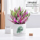 愛(ài)你一萬(wàn)年竹柏水培綠植驅蚊竹辦公室內花卉綠植四季好養白掌水培紅掌盆栽 精品紫露蘭+綠葉瓷盆