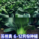 黑葉蘇州青種子矮腳青梗菜6-12月份秋冬季耐寒上海青農家自種青菜 矮腳黑葉蘇州青種子 5.5優(yōu)選原廠(chǎng)良種【12535粒