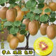 獼猴桃苗正宗紅心獼猴桃當年結果陽(yáng)臺庭院南北方種植果樹(shù)苗大全 黃肉紅心 3年苗【當年結果】雌雄同柱