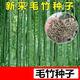 鑫意竹子種子苗戶(hù)外綠植庭院紫竹黃金竹羅漢竹耐寒南北方大型毛竹種籽 毛竹種子200粒+肥料1包