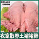 果亦橙鄉(xiāng)下土豬散養(yǎng)新鮮現(xiàn)殺豬耳（豬部位豬下水）源頭直發(fā)凈重 豬肺一副（2-3斤/份）