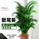 中夢散尾葵植物盆栽客廳大型綠植室內(nèi)辦公室鳳尾竹盆景天堂鳥花卉 散尾葵高1.3-1.6米+原膠盆