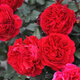 墨一灌木月季花苗特大花盆栽薔薇四季開花 紅色達(dá)芬奇 40cm 源頭直發(fā)