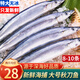 漁吻 秋刀魚新鮮冷凍 深海魚日式燒烤秋刀魚生鮮海鮮水產(chǎn) 【超大號】秋刀魚500g*2 (10條)