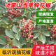 七葉島  山東沂蒙山新鮮花椒青花椒山東農(nóng)家現(xiàn)摘發(fā)新鮮紅麻花椒 鮮花椒 1500g 新鮮現(xiàn)摘
