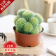 沭之美多頭金冠多肉植物金絲猴仙人球掌盆栽花卉肉肉綠植盆景 多頭金冠+原生盆