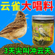 祥將云雀鳥食【護腸胃不起尖】云雀百靈鳥提性大唱營養(yǎng)飼料精品鳥糧 1瓶裝【500g】