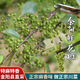愛蜀味【四川產(chǎn)地】保鮮青花椒350gX2袋 袋裝金陽鮮藤椒 源頭直發(fā) 包郵