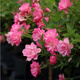 耐寒薔薇花苗爬藤四季開花室內(nèi)盆栽室外藤本月季玫瑰花卉易活植物 天荷 灌木 精品花苗 不含盆
