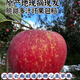 云南昭通丑蘋(píng)果冰糖心蘋(píng)果新鮮水果脆甜多汁3/5/10斤現摘現發(fā) 10斤大果
