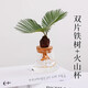 臨雅水培植物室內發(fā)財樹(shù)富貴竹春羽桌面辦公室綠植物盆栽好養易活花卉 雙片鐵樹(shù)+火山杯