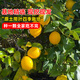 花翁檸檬樹(shù)果苗盆栽室內庭院四季好養 香水檸檬40-50厘米高源頭直發(fā)