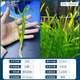 勛貍粑四季水草植物苦草常青短葉魚(yú)缸矮生耐寒耐高溫養殖魚(yú)蝦蟹凈化真草 苦草20棵