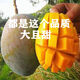 【果農直供】四川攀枝花凱特芒果整箱當季新鮮水果特大果 9斤裝稀缺果王（單果600克以上）