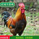 莊河大骨雞跑山大骨雞散養(yǎng)大公雞笨雞 大骨雞6斤裝（凈重5.5-6.5斤）