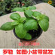 迷迭香薄荷百里香甜羅勒牛至歐芹香料可食用香草盆栽綠植花卉 羅勒（小盆基地盆）