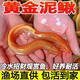 黃金泥鰍魚(yú)苗淡水養殖食用活魚(yú)無(wú)需打氧加溫耐活好養魚(yú)缸清潔寵物工具小魚(yú)苗小金龍中國斗魚(yú)冷水觀(guān)賞魚(yú)泥鰍苗 6條8-10厘米黃金泥鰍+飼料