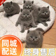菲倫藍(lán)貓活體貓咪幼崽藍(lán)貓英短藍(lán)貓寵物貓幼貓家養(yǎng)小貓咪活物同城配送 隨緣純種藍(lán)貓（寵物級(jí)） 公