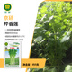 京研芹菜種子大西芹菜種子四季小香芹蔬菜種籽口感清脆回味清香小香芹芹香蓮 5克