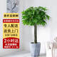 綠韻花田【兩小時(shí)達(dá)】發(fā)財(cái)樹虎尾蘭大綠蘿大型綠植盆栽公司門口開業(yè)喬遷 單桿發(fā)財(cái)樹