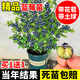 藍莓樹(shù)果苗藍莓苗盆栽地栽果苗帶大果南北方種植苗兔眼綠寶石果樹(shù) 6年苗(2稞)帶發(fā)貨 死苗包 50cm(含)-60cm(不含)