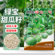 貝意品綠寶石甜瓜種子薄皮甜寶甜脆香瓜籽春季四季早熟高產(chǎn)庭院種子大全 甜瓜種子【約20?！? title=