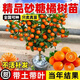 沙糖桔子樹(shù)苗砂糖橘子盆栽果樹(shù)金桔水果南方北方種植帶果柑橘果苗 3年小苗(明年結果品種備注）
