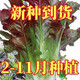 福順德紫紅丫丫開(kāi)甜油麥菜種子丫丫菜種子耐熱春天四季脆甜紅油香麥種子 丫丫菜種子【油麥菜】 精選原裝新種【1包】約1000粒