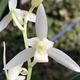 建蘭漓江雪蘭花雪白花基因葉帶倒刺名花名品花卉綠植盆栽盆景老種 2壯苗帶花 裸根不帶土