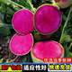 心里美蘿卜種子種籽春秋易播盆栽紅心水果蘿卜種子蔬菜種籽孑 心里美蘿卜種子【1包 約300?！? title=