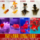 智伴熊 ZIBARBEAR蝶尾金魚(yú)鎏金小金魚(yú)活觀(guān)賞魚(yú)小型冷水魚(yú)淡水魚(yú)好養耐活紅獅魚(yú)泰獅 5-7cm金魚(yú)套餐B 共9條