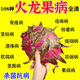 火龍果專用藥潰瘍病莖枯病霉煙病炭疽病殺菌劑果樹(shù)?；ū９~面肥 一瓶裝【抑菌除菌】