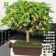桂花樹苗盆栽四季開花植物濃香型庭院綠植陽臺(tái)地栽天香臺(tái)閣黃金桂 四季桂花12年老樁原生盆景原土 含盆