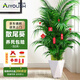 愛(ài)優(yōu)尚散尾葵植物盆栽客廳大型綠植室內落地辦公室好養鳳尾竹源頭直發(fā)