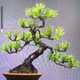 創(chuàng)森 精品老樁造型黑松盆栽直播選貨造型黑松盆景 多年老樁造型黑松 直播間75元備注收貨姓名