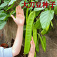 唯友（WEIYOU）刀豆種子霸王大刀豆種籽巨型大豆角種籽四季爬藤蔬菜豆角種子 大刀豆種子(約15粒)
