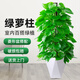 雙盟大葉綠蘿柱盆栽客廳大型綠植辦公室內(nèi)綠籮除甲醛1.2-1.3m源頭直發(fā)