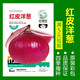 蔬菜種子香菜番茄辣椒菠菜黃瓜青菜籽生菜蘿卜白菜四季播種孑大全 紫紅色 紅皮洋蔥約500粒